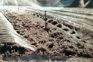 Frost Protection using above ground irrigation and row covers.